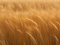 golden wheat field close up Royalty Free Stock Photo
