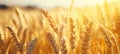 golden wheat field close up crop fields stock pictures Royalty Free Stock Photo