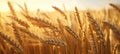 golden wheat field close up crop fields stock pictures Royalty Free Stock Photo