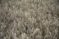 Golden wheat field close up image. Rich crop concept, blurred background Royalty Free Stock Photo