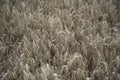 Golden wheat field close up image. Rich crop concept, blurred background Royalty Free Stock Photo