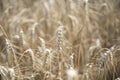 Golden wheat field close up image. Rich crop concept, blurred background Royalty Free Stock Photo