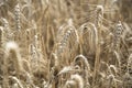 Golden wheat field close up image. Rich crop concept, blurred background Royalty Free Stock Photo