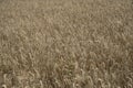 Golden wheat field close up image. Rich crop concept, blurred background Royalty Free Stock Photo