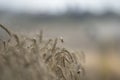 Golden wheat field close up image. Rich crop concept, blurred background Royalty Free Stock Photo