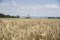 Golden wheat field close up image. Rich crop concept, blurred background Royalty Free Stock Photo