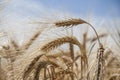 Golden Wheat field close up nature cornfields Royalty Free Stock Photo