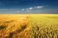 Golden wheat field and cloudy sky Royalty Free Stock Photo