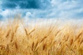 Golden wheat field with dramatic storm clouds