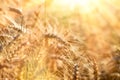 Golden wheat field, ear of wheat lit by sun rays, beautiful landscape in late afternoon Royalty Free Stock Photo