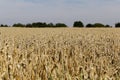 Golden wheat field