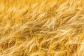 Golden wheat field. Ears of wheat close up.