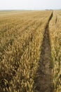 Golden wheat field