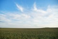 A golden wheat field and fluffy white clouds on a blue sky on a sunny summer day. Tourist places for family holidays. summer Royalty Free Stock Photo