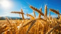 Golden Wheat Field With German Caption Getreidefeld Royalty Free Stock Photo