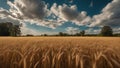 golden wheat field a golden wheat field with green grass and trees under a blue sky with clouds field, the wheat, Royalty Free Stock Photo