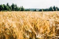 Golden wheat field with green forest Royalty Free Stock Photo