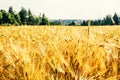 Golden wheat field with green forest Royalty Free Stock Photo