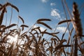 Golden wheat field, harvest and farming, backlight Royalty Free Stock Photo