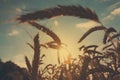 Golden wheat field, harvest and farming, backlight Royalty Free Stock Photo