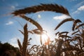 Golden wheat field, harvest and farming Royalty Free Stock Photo