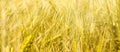 Golden wheat field - harvest time Royalty Free Stock Photo