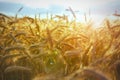 Wheat field, harvest time, sunny day Royalty Free Stock Photo