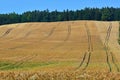 Golden wheat field before harvest Royalty Free Stock Photo