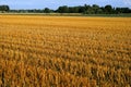 Golden wheat field