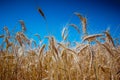 Golden wheat field in hot sunny summer day clear blue sky.