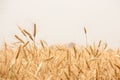 Golden wheat field in india