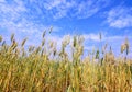Golden wheat field isolated on blue sky . Royalty Free Stock Photo