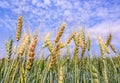 Golden wheat field isolated on blue sky . Royalty Free Stock Photo
