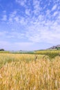 Golden wheat field isolated on blue sky . Royalty Free Stock Photo