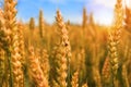 Golden wheat field with ladybug Royalty Free Stock Photo