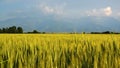 Golden wheat field Royalty Free Stock Photo