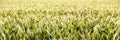 Golden wheat field panorama Royalty Free Stock Photo
