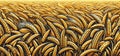 Golden Wheat Field Panorama, AI Generated Royalty Free Stock Photo