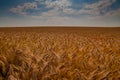 Golden wheat field panorama and clouds in the sky Royalty Free Stock Photo
