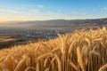 Golden wheat field panorama in rural countryside landscape during harvest season Royalty Free Stock Photo