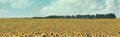 Golden wheat field, panorama rural nature, harvest and farming background Royalty Free Stock Photo