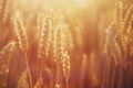 Golden wheat field in the rays of the summer sun. Close up nature photo. Harvest, agriculture, agronomy, industry concept. Royalty Free Stock Photo