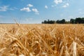 The Golden wheat field is ready for harvest. Background ripening ears of yellow wheat field against the blue sky. Copy space on a Royalty Free Stock Photo