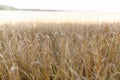 The Golden wheat field is ready for harvest. Background ripening ears of yellow wheat field against the blue sky. Copy space on a Royalty Free Stock Photo