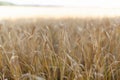 The Golden wheat field is ready for harvest. Background ripening ears of yellow wheat field against the blue sky. Copy space on a Royalty Free Stock Photo