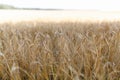 The Golden wheat field is ready for harvest. Background ripening ears of yellow wheat field against the blue sky. Copy space on a Royalty Free Stock Photo