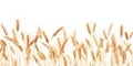 Golden Wheat Field Ready for Harvest. Generative ai Royalty Free Stock Photo
