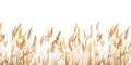 Golden Wheat Field Ready for Harvest. Generative ai Royalty Free Stock Photo