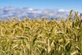 Golden Wheat Field ready for Harvest Royalty Free Stock Photo