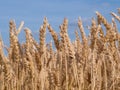 Golden wheat field ready to harvest agains a blue, clear sky Royalty Free Stock Photo